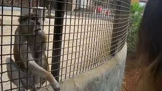 Feeding a Friendly Monkey at Tenerife Zoo | Close Encounter