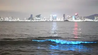 'Blue tears' light up waters of SE China beach