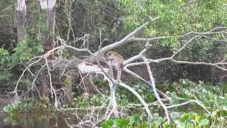 Jaguar on a tree 2 with Trogon Tours