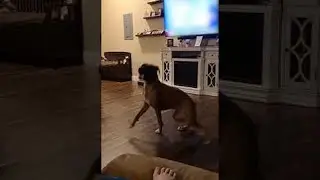Hyper Boxer Pup Spins Out Her Zoomies || ViralHog