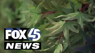 Maryland dispensary braces for possibility of selling out once recreational cannabis is legal