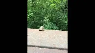 Suicide frog