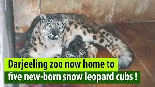 Darjeeling zoo now home to five new-born snow leopard cubs ! Video