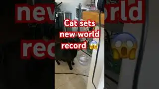NEW high jump WORLD RECORD! 🏃&zwj;♂️ #cat #animals #catshorts #pets #petsofyoutube #catsofyoutube