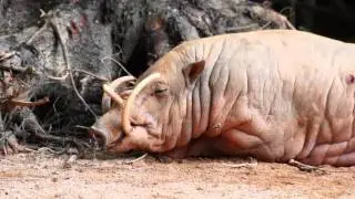 Strange animal: Babirusa