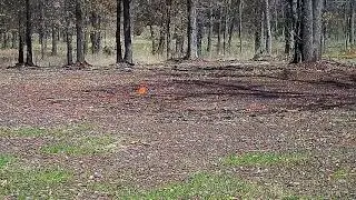 2021 American Field Sporting (Blue Field)