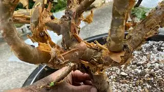Growing Frankincense Trees! Huge Boswellia Sacra!