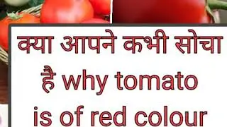 Why is the colour of tomatoes is Red
