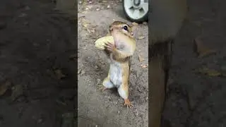 Chipmunk Is She Pretty #shorts #chipmunks