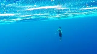 Scuba Diving | Snorkeling Philippines (Whale Shark, Octopus, turtles...)