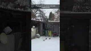 Winter is Coming, but it's Poland and eating pigeons #pigeon #animals #farm #snow #winter