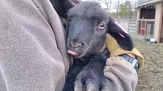 Ear tagging sheep