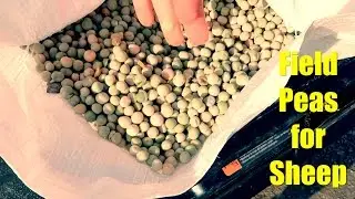 Field Peas for Sheep