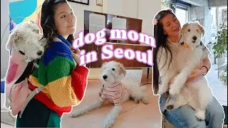 Dog friendly cafes in Seoul, the best dog bag, & training updates | Dog Mom Diaries