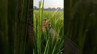 Dragonfly Transformation: The Final Molt Begins
