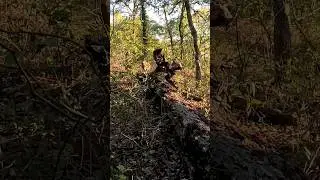Buck came into 5 yards ready to fight!!!