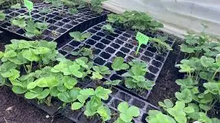 Розсада полуниці в касетах на вересень. Аналіз сортів