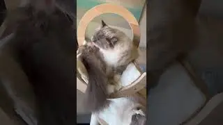 Pawsitively Adorable - The Ultimate Cat Compilation! #cute #animals #cat #pets #cutecat #cats #love