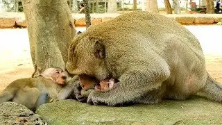 Today king Skippy play very hard on baby Maddix,Baby Maddix scare to move out Skippy