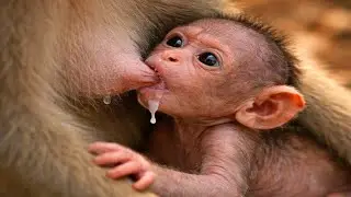 🔴 LIVE: The Beauty of Life: Soft & Sweet Baby Monkey Moments 2026