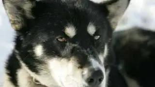 ode aux chiens de Nicolas Vanier