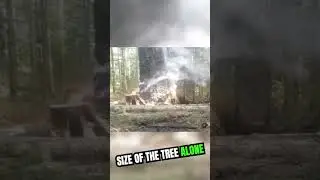 Burning Tree Takedown #firedanger #dangerousjobs #lumberlife#firefighting #firedanger #dangerousjobs