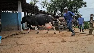 S. JOAQUIM DA.SORO PRO GADO É BOM ISSO? COLHEITA DO MIILHO PRA FAZER PAMONHA 