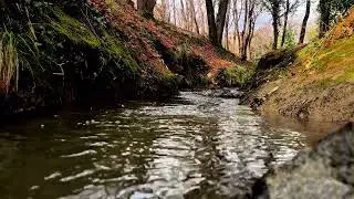 1 Hour Relaxing Forest Stream Sounds - 4K Ultra HD Nature Ambience for Sleep & Study