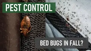 Why are Bed Bugs More Common in Fall?