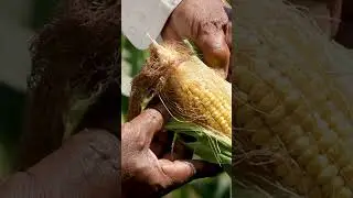 Digital Agriculture and Big Data Analytics