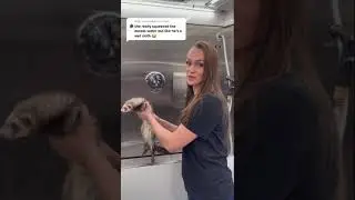 Смешное видео с хорьком