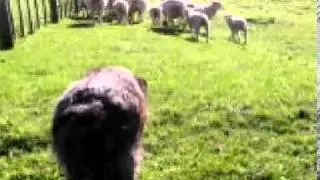 Orphan lambs & Goats