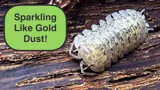 Let&rsquo;s dive into the beautiful world of the Armadillidium Amegloi isopods!