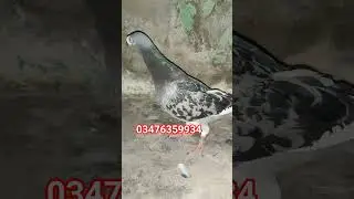 #pigeon #kabootarloft05 #pigeonbreed #kabootar #sarganaloft