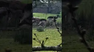 irl Bambi