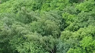 Wind and trees in Minsk