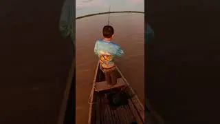 Over 80 pounds, our record for this species, caught on the Amazon River #fishing #fish #pesca