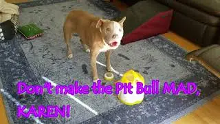 Veronica Lynn Pit Bull has HAD IT with food dispensing puzzles!