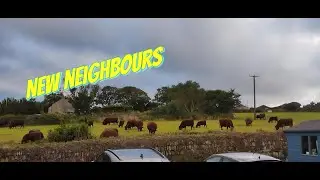 31st August 2025 Cows and Train