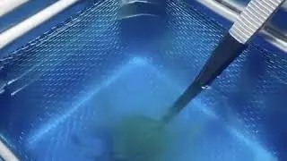 Ring dipped in this blue formula used for jewelry cleaning!