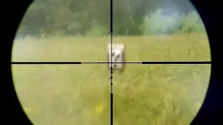 4 lb Tannerite Gender Reveal