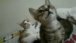 Adorable kittens playing with string |funny baby cats 😂🤣| cute cats compilation | cute kittens