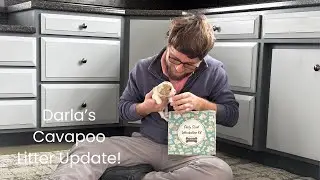 Darla's Cavapoo Litter Update!