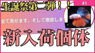 新入荷個体紹介ライブ！！そして生誕祭第二弾！そして大幅リニューアル