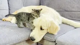 Poor Golden Retriever Attacked by Funny Tiny Kitten!