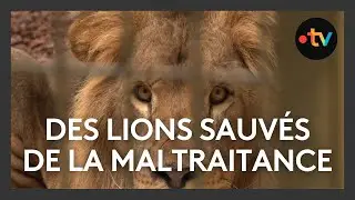 Maltraités, quatre lions ukrainiens sont arrivés au zoo de Pessac pour une nouvelle vie.