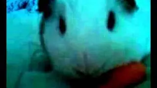 Guinea pigggggy!