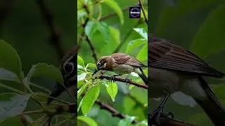 The world of birds..🐦☺️❤️#trending #viral #cute #birds #shorts #bird #world