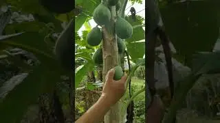 Export Quality Mature Papaya Fruit #shorts #youtubeshorts #papaya