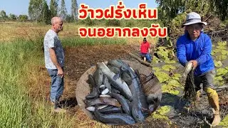 ฝรั่งไม่เคยเห็นก็ได้เห็นจนอยากลงจับเอง.พาฝรั่งมาดูที่นาที่ชื้อไว้มีแพนไว้ในวัยเกษียณจะทำอะไรดีน่า
